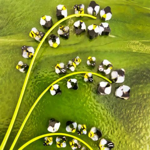 Curious - Bumblebee Orchid 25g - 90COE