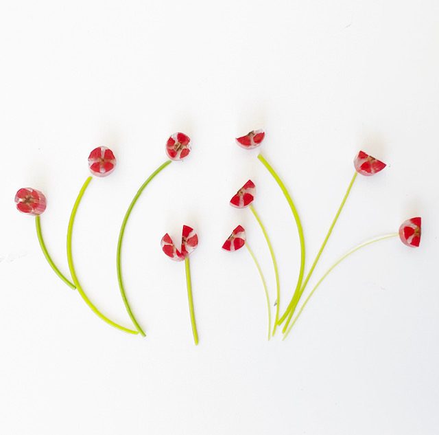 Murrine - Float Glass - Red Poppy