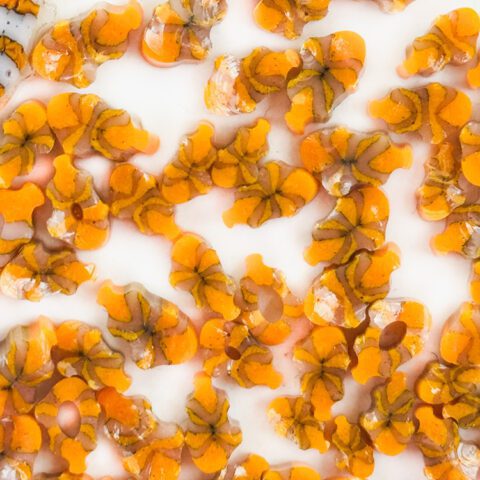 Curious - Mixed Size - Clown Fish - 96COE - 25g