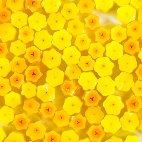 Murrine - Flowers - Daffodil - 96COE