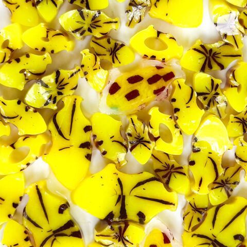 Curious - Box Fish - 90COE - 25g