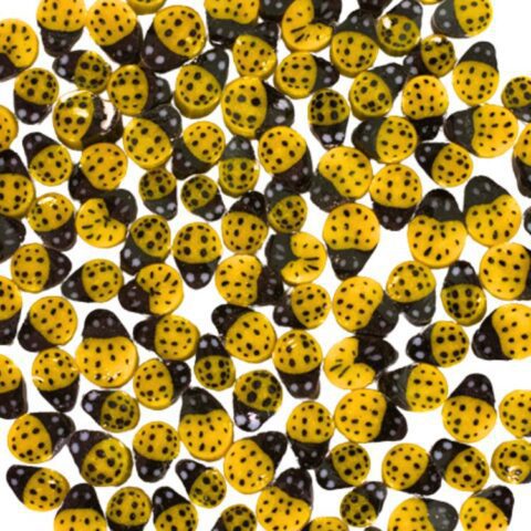 Sweet Ladybug 90COE