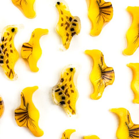 Curious XL - Seahorses - 90COE - 25g