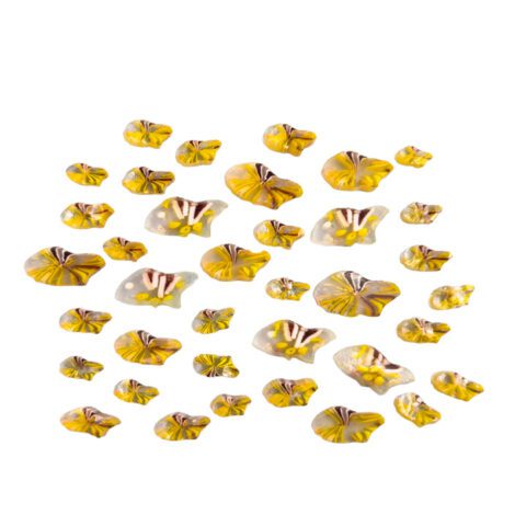 Curious - Catch of the Month - 90COE - 25g